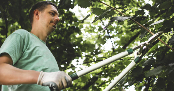 Cutting communal hedges - stock